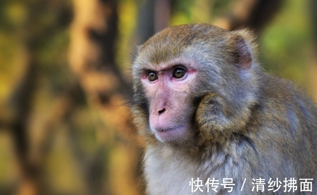 生肖猴|桃花爆棚缘分袭来，生肖猴在月神帮助下，转角遇到心仪之人