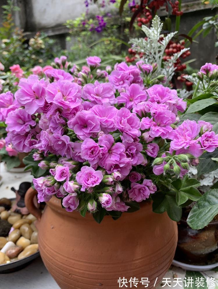 玫瑰花|你的阳台缺花吗?养棵“夏日玫瑰”,颜值高,花期长,养护也不难