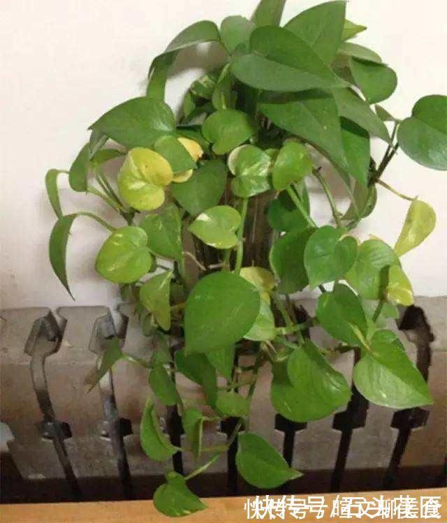 冬天室内养花“干尖”,你可能做了4件“错事”,现在改来得及