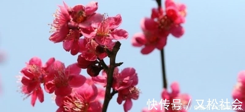 诗人们$杜牧这首咏梅诗虽然不出名,但同样很经典,写出了冰清玉洁的梅花