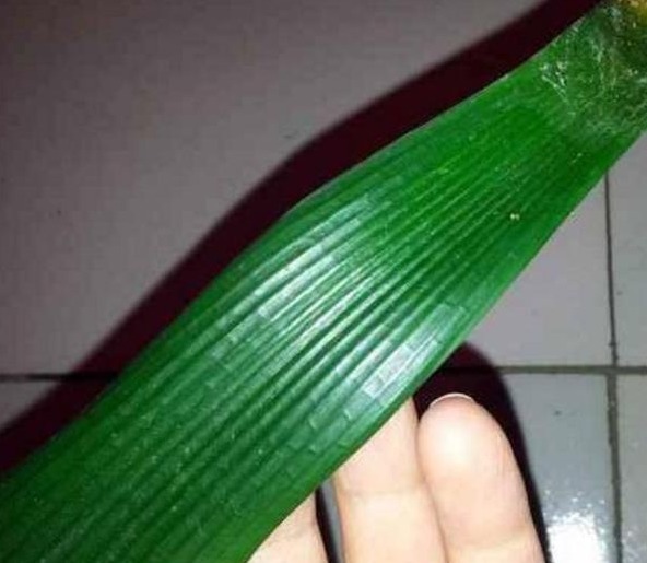 君子兰不花钱就能养仅用这“1妙招”，30天出一盆，赶紧看看！