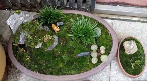 春天常去“轧马路”的人，多捡些它们养花吧，省钱实用