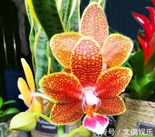 被称为“夏必死”的8种花,我却喜欢买一些,因为能“省”不少钱