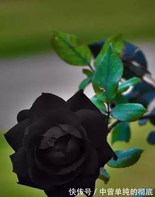 夜皇后|盘点：20种世界上最黑的花，黑的美，黑的妙，黑的呱呱叫