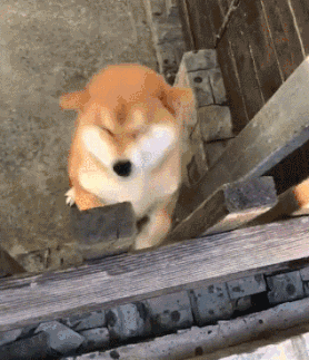 |搞笑GIF段子：不是说女追男隔层纸吗？这也太好追了吧，哈哈哈哈