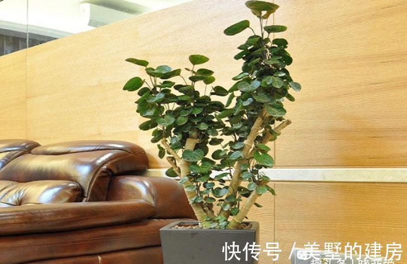 财源|9种“带钱花”，家里养一盆，寓意财源滚滚来，最后2种你见吗？