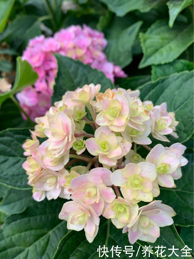 生长期|花朵全休眠也不怕,夏季种这3种花,轻松长疯,让夏天更火热