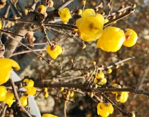 1月，家里养有蜡梅盆栽的花友，你们做好催花的准备了吗？