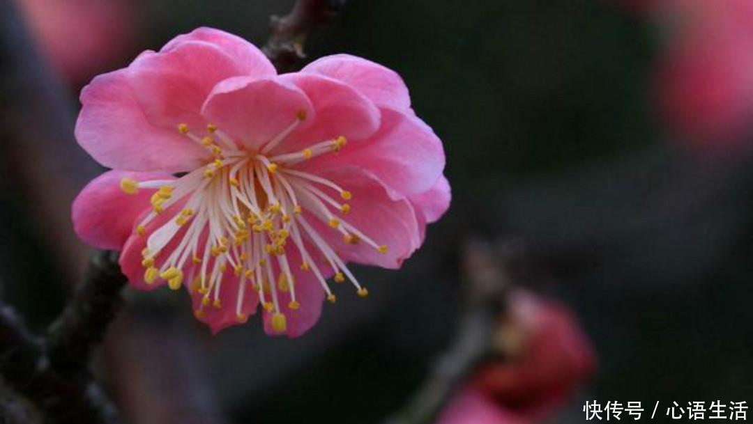 赵师雄|清朝无名氏一首无题诗,颇有李商隐的风采,通篇写得很有韵味!