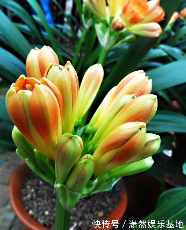 张大爷养的君子兰，一年能开2次花，把他的方法毫无保留地分享