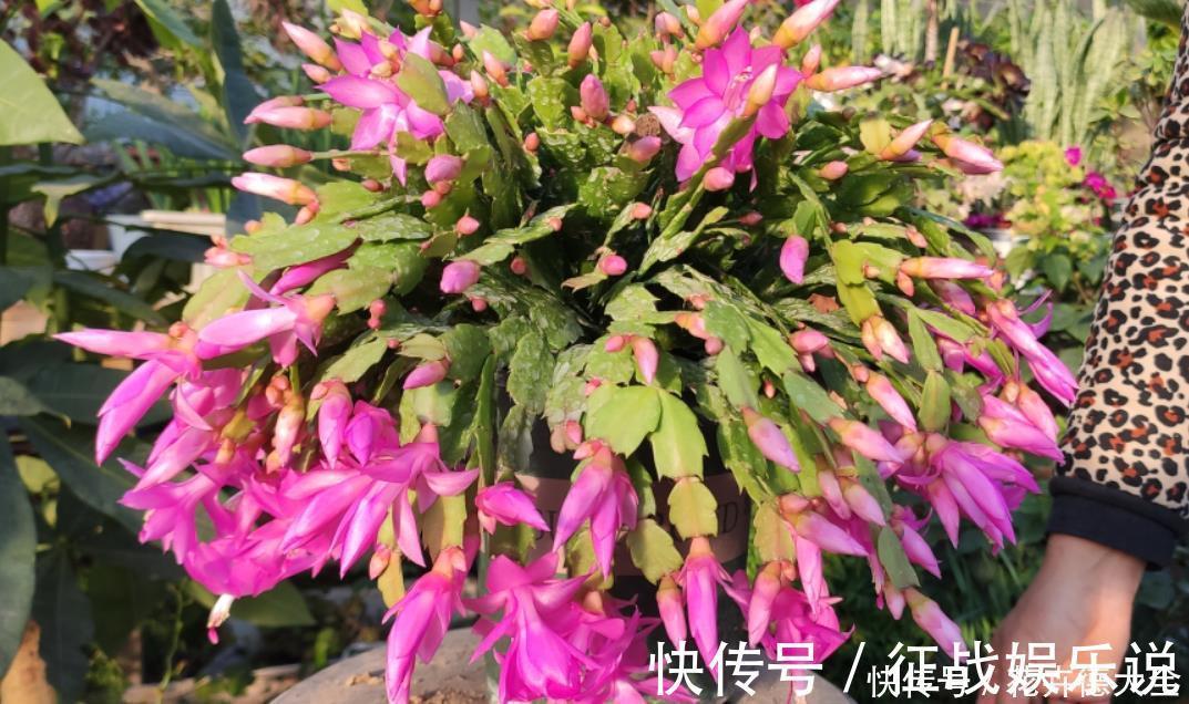 施肥|蟹爪兰二次开花小技巧,好多人都不知道,原来只要简单3步就可以