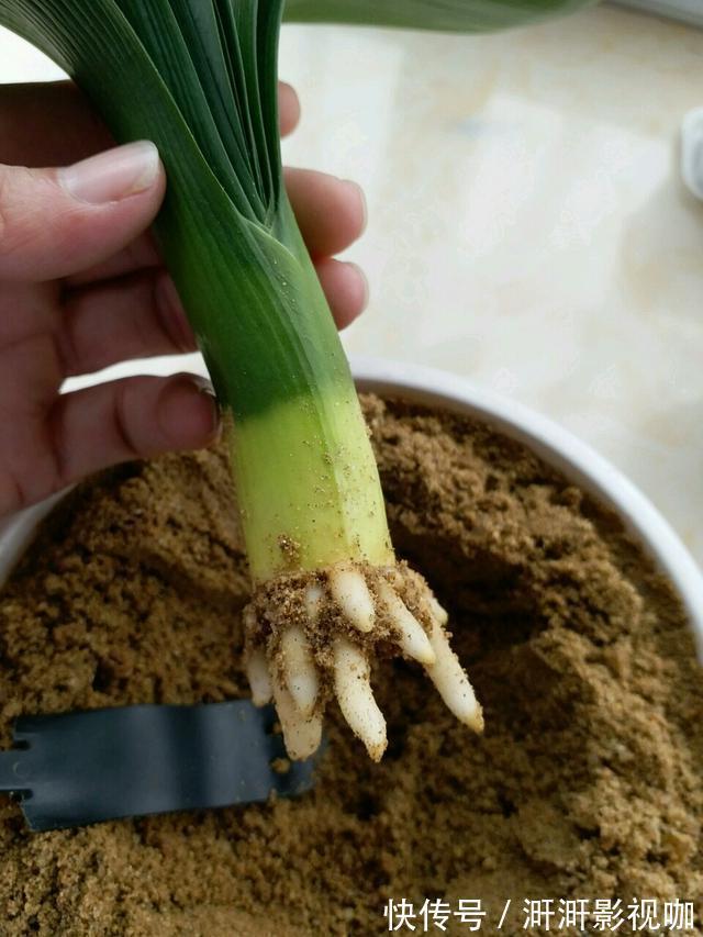 君子兰烂根别扔了，一种水泡一泡，20天满白根，长得更旺