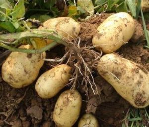 血糖|每天吃1个胜吃10个苹果!降脂、降压、控血糖~全世界都爱吃