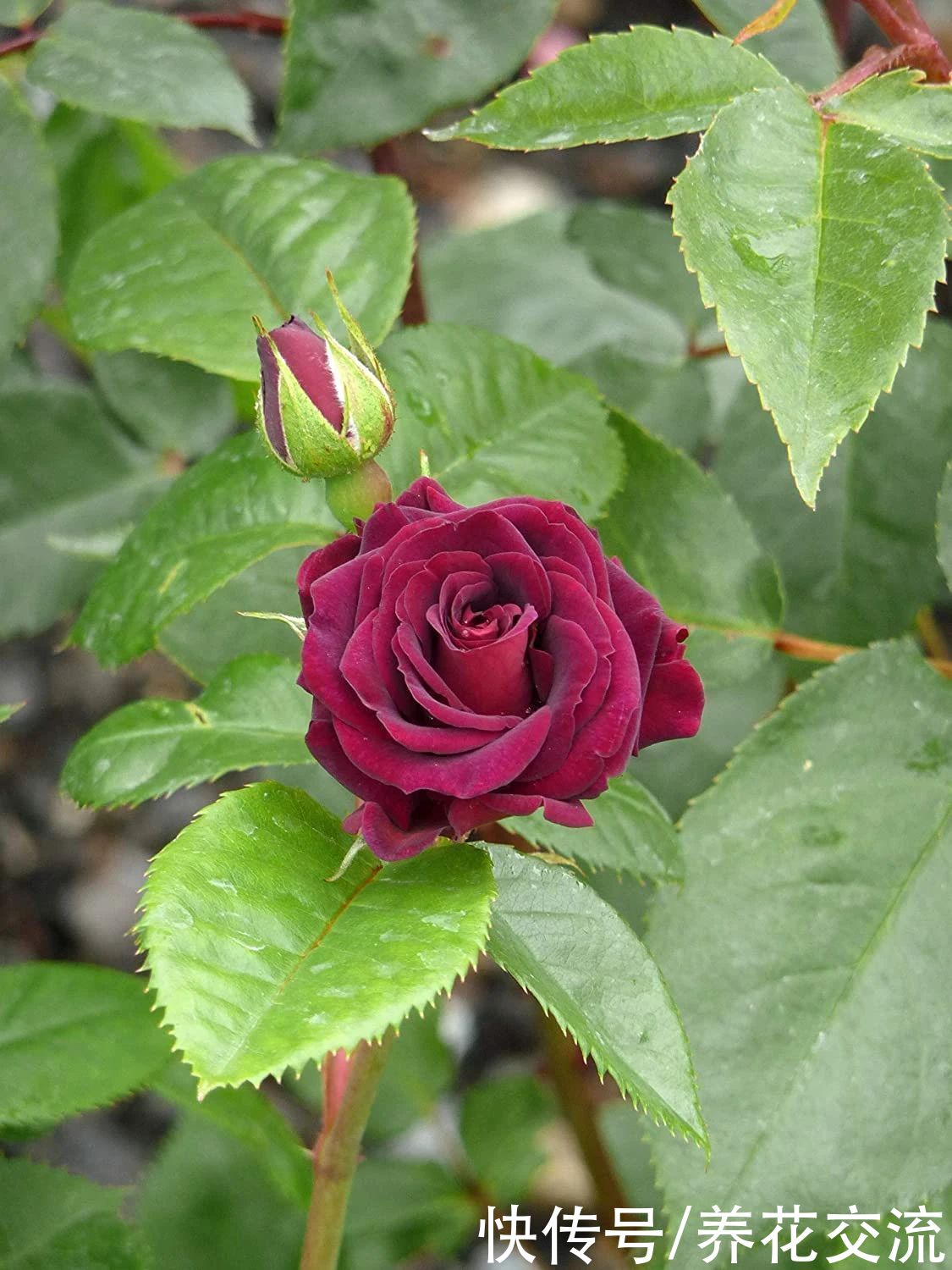 13种耐寒的盆栽花卉，零下20多度可存活，大部分南方也能种