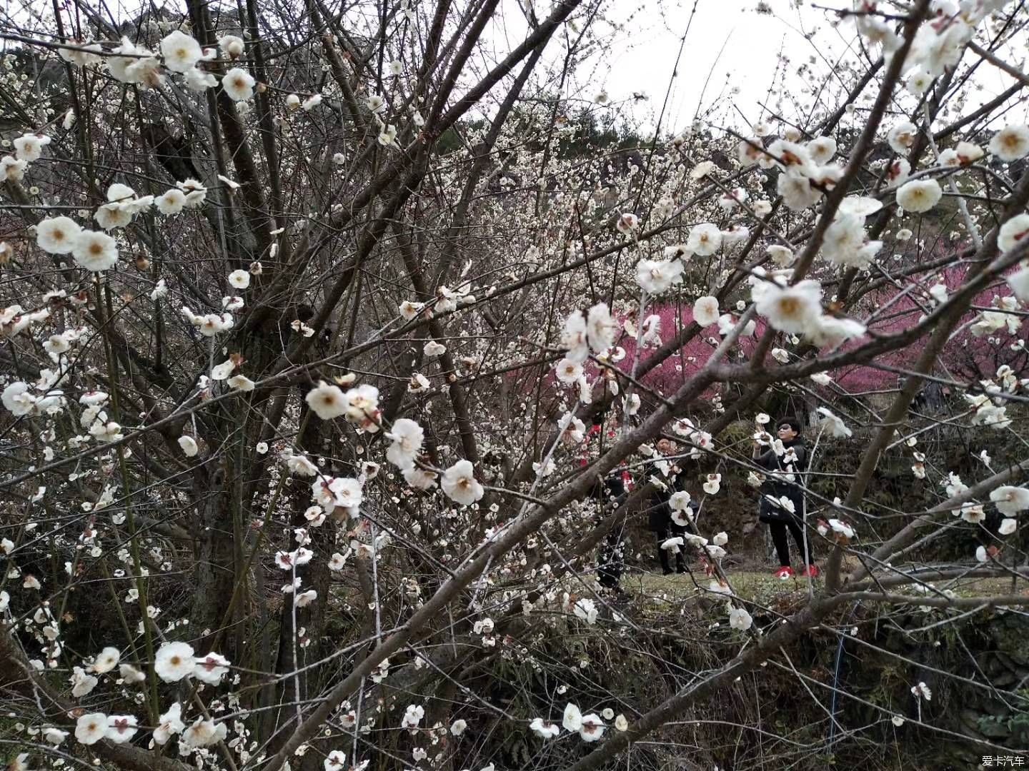 疏影横斜水清浅，赏梅记