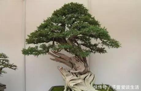 重点|什么算的上是好盆景学会看芯,芯是盆景的重点