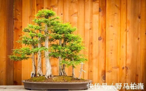 盆景|盆景树木叶片太大，3个控叶技巧，让叶片变小，尽显古朴苍老，不学可惜了