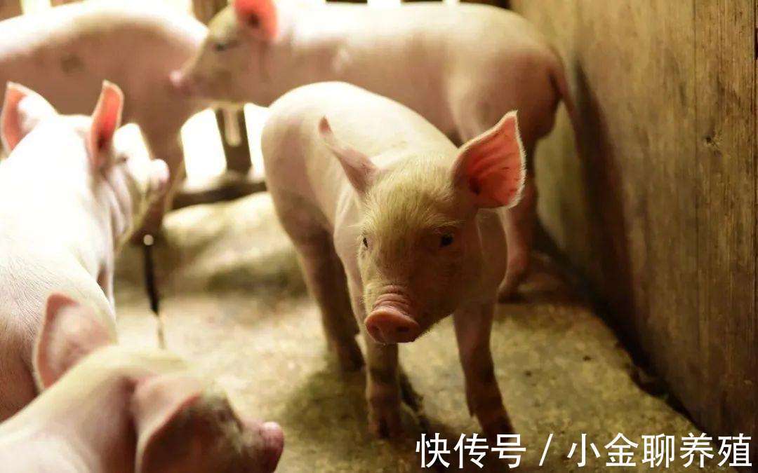 腹泻|仔猪腹泻的原因有哪些?引起仔猪腹泻的主要原因有哪些?