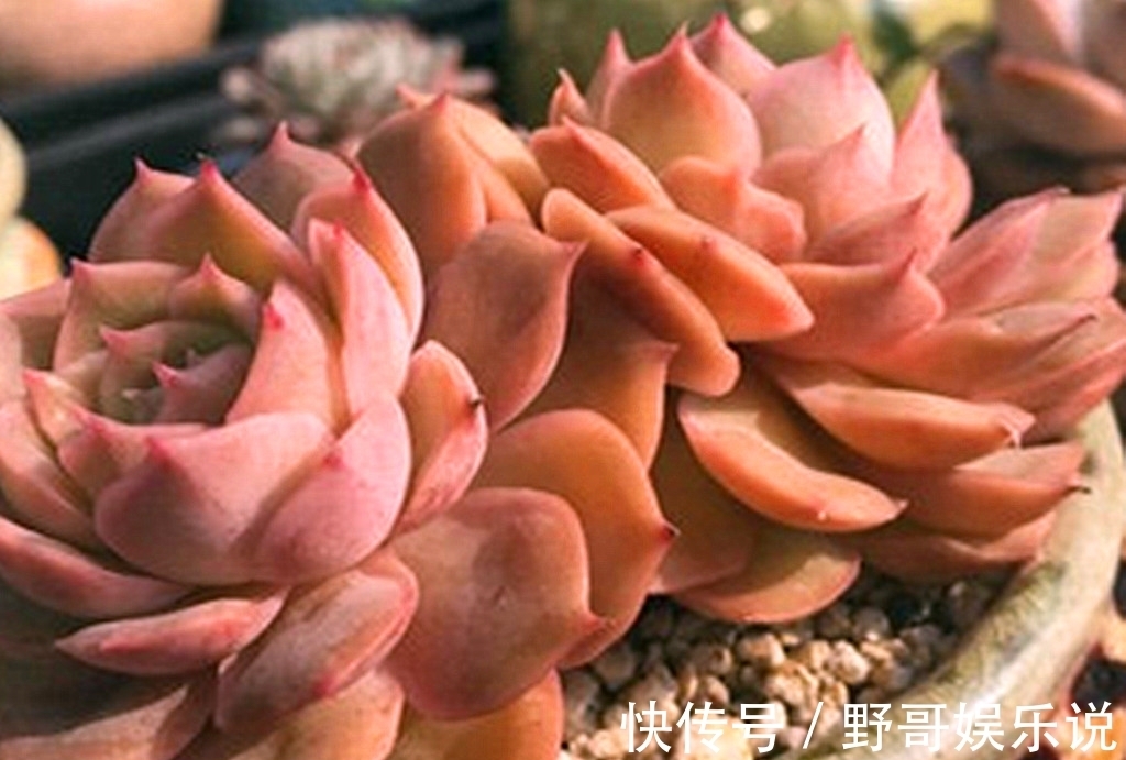 春天|多肉别名太多，一不小心就买重复，防不胜防，只能多学习点知识