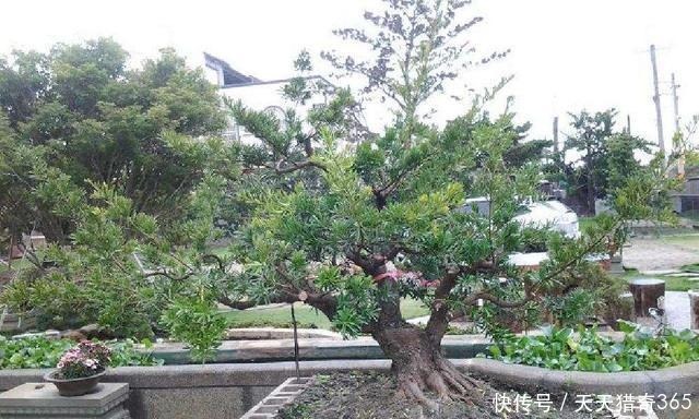 都说这种树很贵!其实剪根“枝条”,埋土里就能长,不用花钱买!