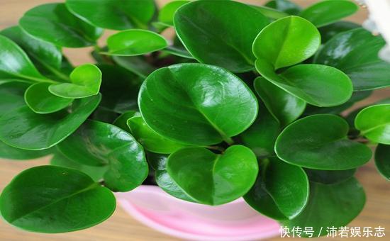 元气满满|听说养花还可以给室内降温,养上这些花,让你清凉一夏天