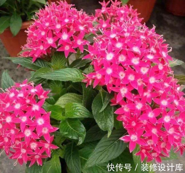 水层|把花种花盆里就像人穿鞋,适当“垫一垫”,才能透气不“捂根”