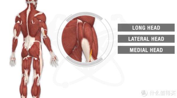 动作|只有哑铃，该如何训练肱三头肌？