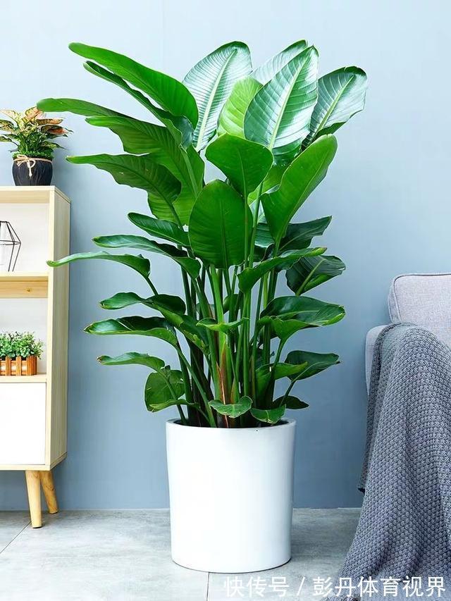 室内养花“别乱放”,5个地方不适合,养一盆枯一盆