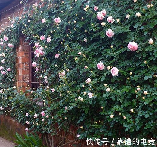 月季中的奇女子,只为那一季开得千娇百媚