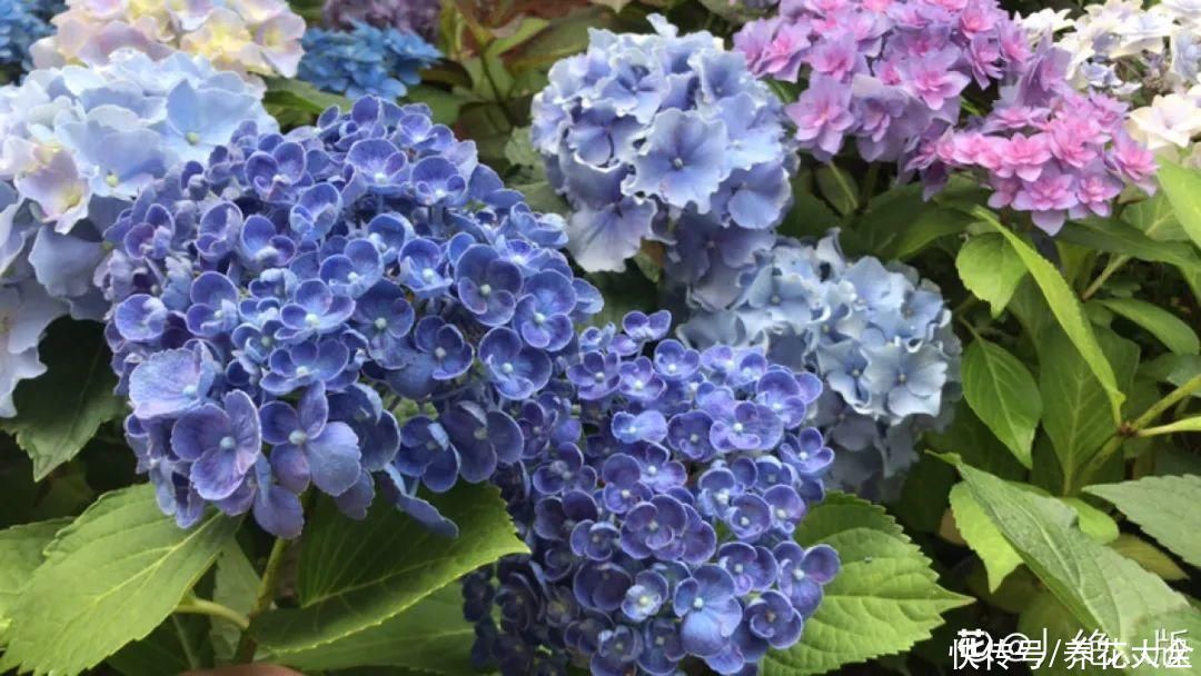 修剪|8月后，6种花别修剪，小心以后不开花