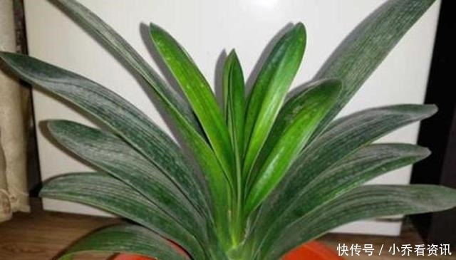 厨房一种的养花宝,比柳树皮都易得,效果不比柳树皮差