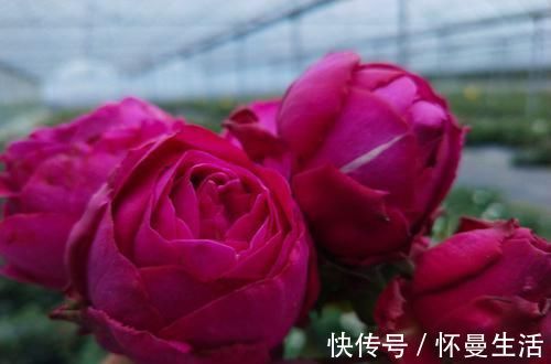 最受欢迎的3种花,花大色艳,花期跨三季,种植容易,南北都能养