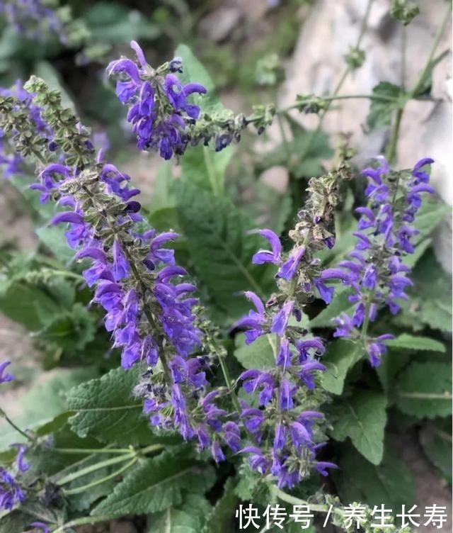 有些花名字太奇葩,叫出口太尴尬,开花却很美!