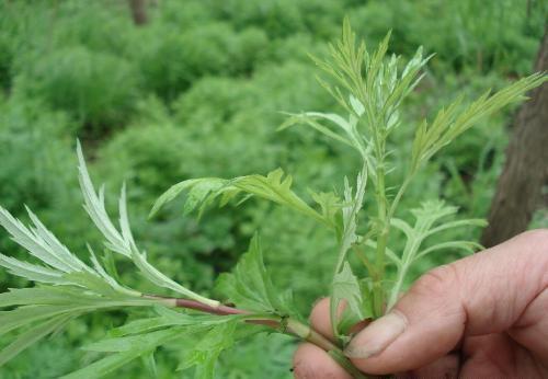 泥蒿|农村一种常见野菜，人称“泥蒿”，是一种上好的野菜