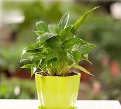 89%的人不认识这种植物,它才是净化甲醛的高手