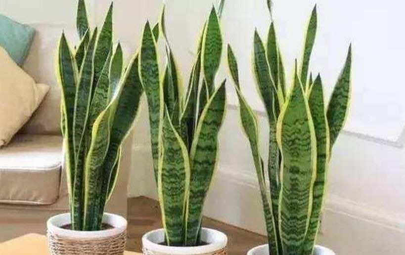 半日照|卧室就养“3种花”，赏心悦目，清香安神，改善睡眠质量