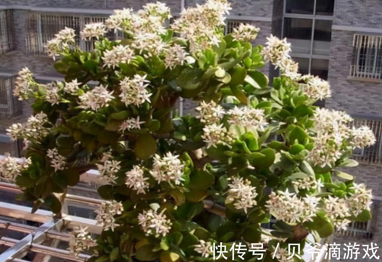 光照|冬天养玉树,注意好这3个步骤,新叶蹭蹭冒,花朵开不停