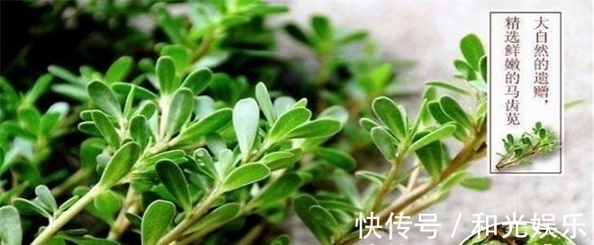 营养价值|3种野菜清肝明目效果好，营养价值高，天然解毒，让身体减负担！