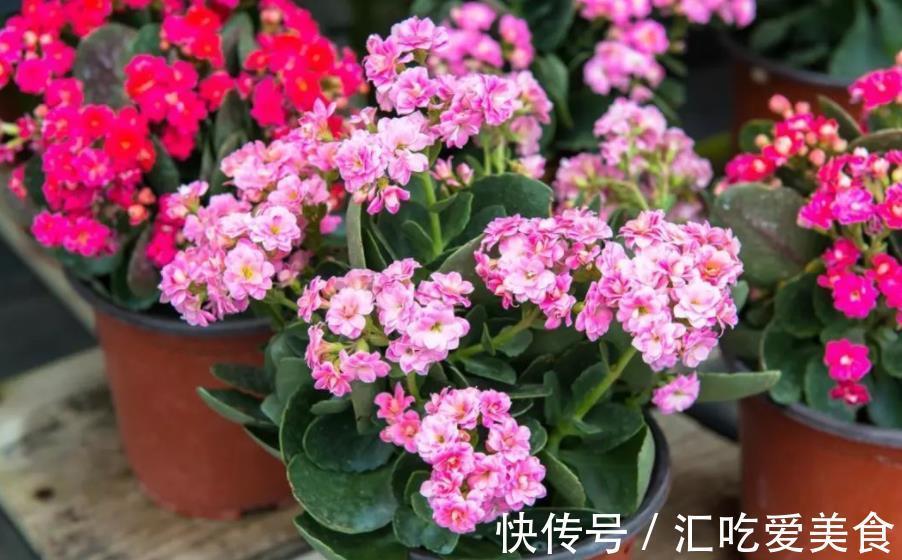 长势|长寿花常年开花少？老花匠教你两招，花苞“呼呼长”，轻松开爆盆