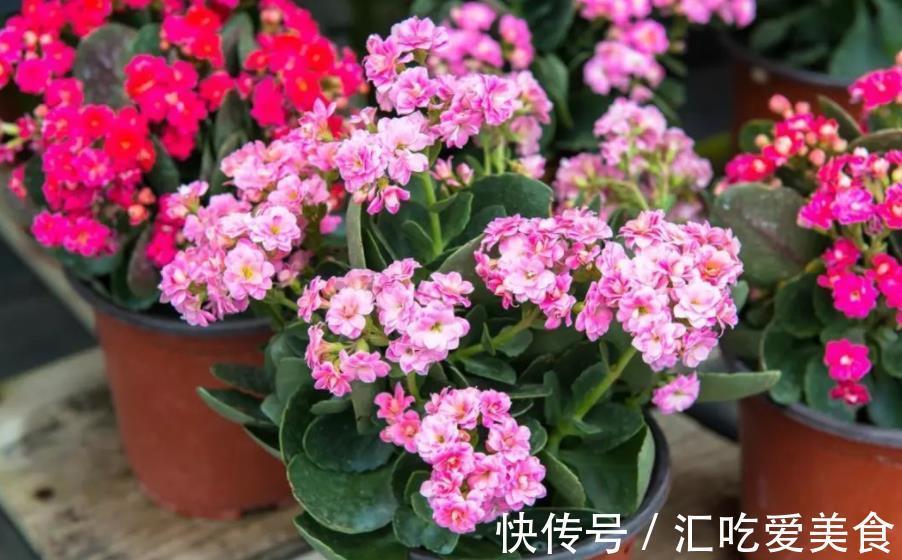 长寿花常年开花少?老花匠教你两招,花苞“呼呼长”,轻松开爆盆