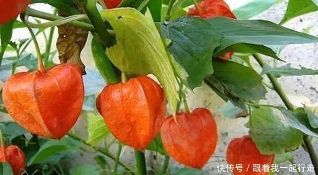 此野果含有21种微量元素,营养丰富40元一斤,8月成熟请收藏