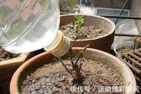 土壤板结怎么办，教你5招小技巧，土壤疏松透气根系健壮