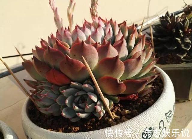 多肉想美,全靠浇水!教你详细攻略,又美又胖,还不长虫