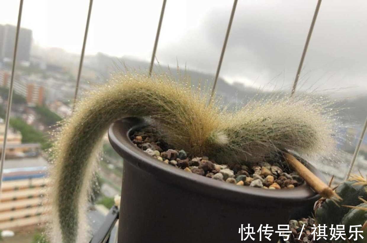 九尾狐|她家一棵“九尾狐”,开花超艳丽,邻居看了都眼馋!