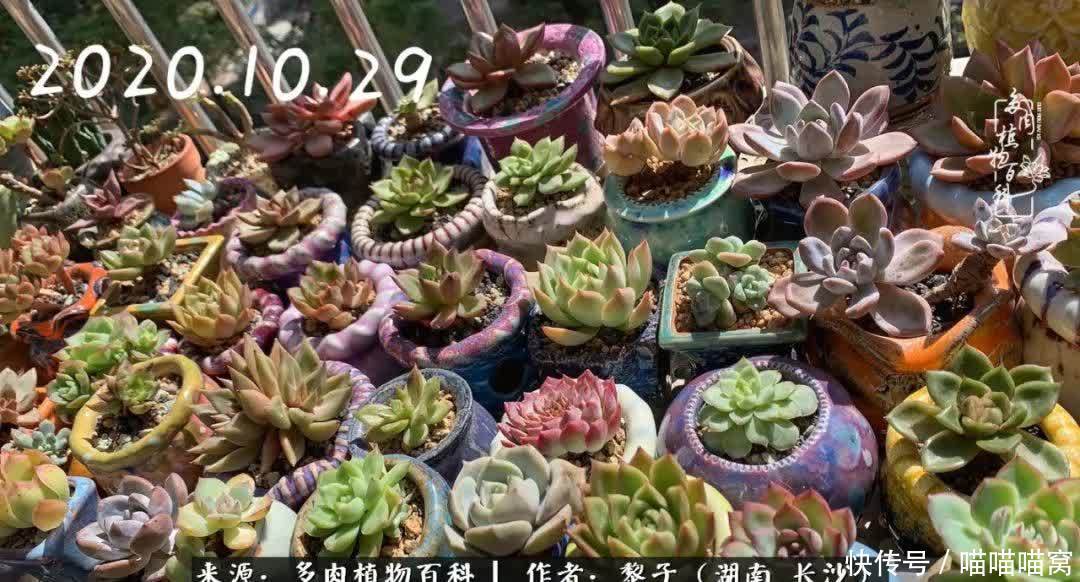 最温暖不过人间烟火,来自逆挂区的多肉!