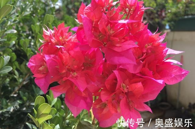 满枝|养盆栽三角梅,这“1点”不能少,才能花满枝,连续不断的开花