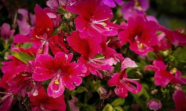 养花试试这几款,花期长达半年赏心悦目