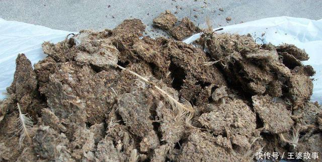 营养土还在花钱买几种东西“掺一点”,土壤“肥得流油”!