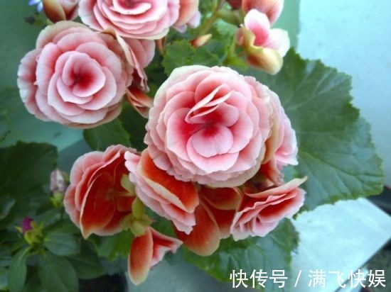 这几种花最适合现在扦插,一年最佳时机,几步就得到一阳台花海!