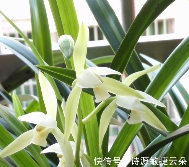 此兰虽然“白菜价”,但是意境高雅,兰香浓郁,放在客厅尽显大气!